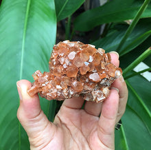 Cargar imagen en el visor de la galería, Argonite Clusters