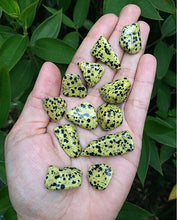 Cargar imagen en el visor de la galería, Dalmatian Jasper Stones
