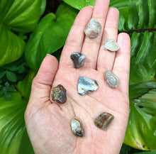 Cargar imagen en el visor de la galería, Crazy Lace Agate Tumblestones
